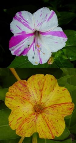 Kaleidoscope Four O'Clock, Marvel of Peru, Beauty of the Night (Mixed Multi-colored Flowers), Mirabilis jalapa 'Kaleidoscope'